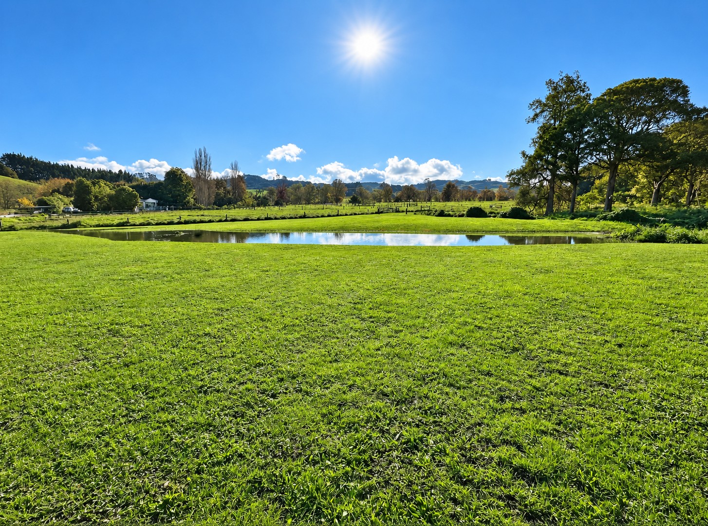 Sunlit field and pond at the dog park