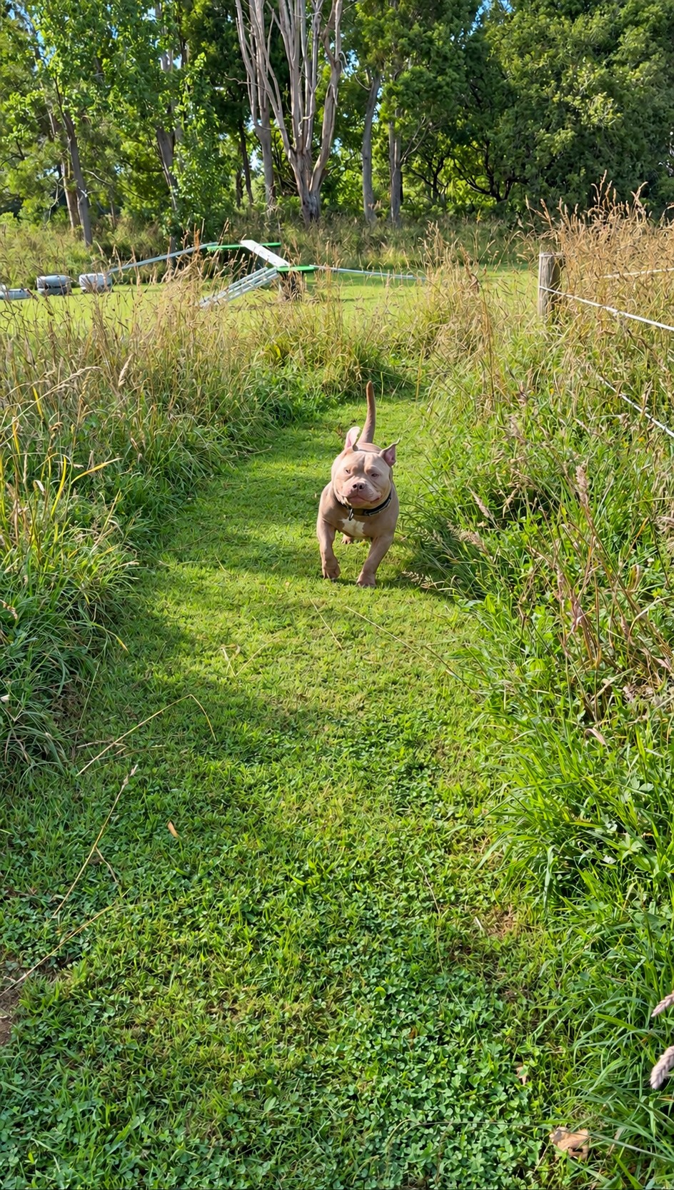 Dog exploring a grassy track through tall grass