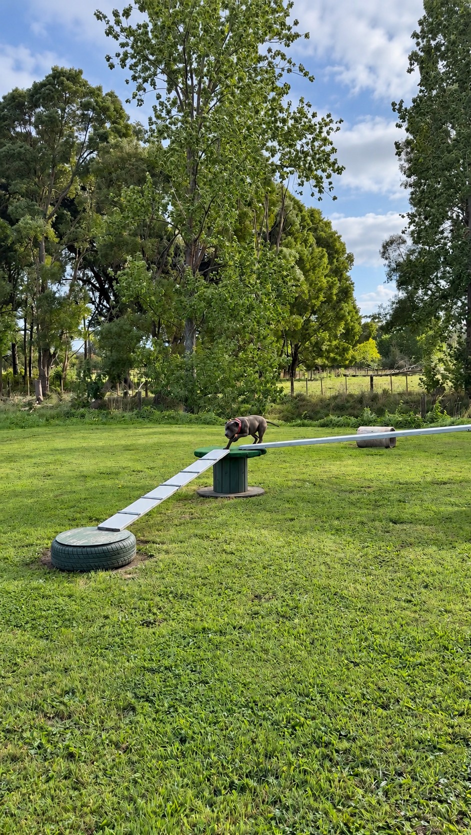 Dog on a raised agility balance walkway
