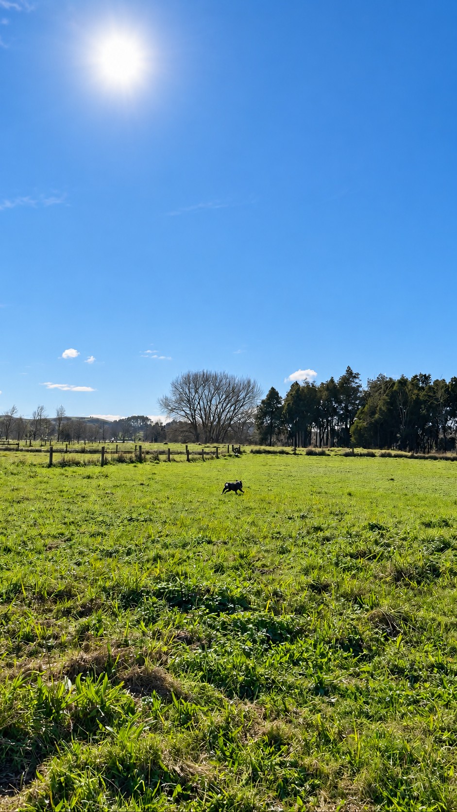 Dog running across an open field beneath blue skies